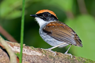 Zwartwang-muggeneter - Conopophaga melanops Zwartwang-muggeneter - Conopophaga melanops